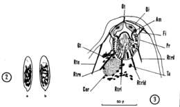 Image of Nannorhynchides vividus Brunet 1965