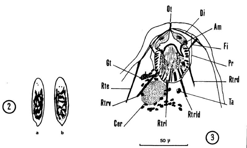 Image of Nannorhynchides vividus Brunet 1965