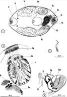 Image of Nannorhynchides vividus Brunet 1965