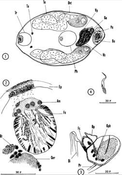 Image of Nannorhynchides vividus Brunet 1965