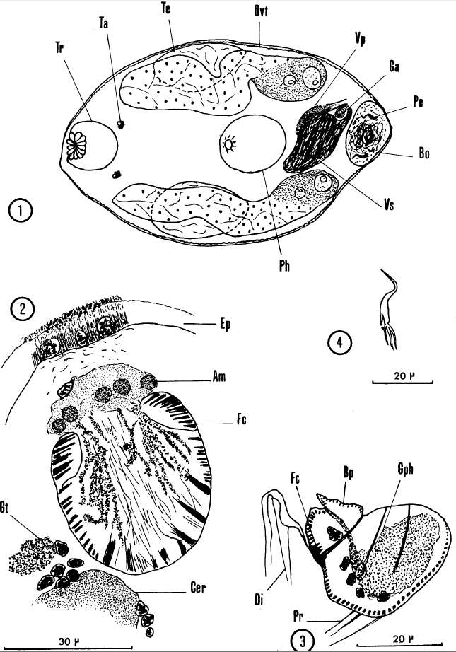 Image of Nannorhynchides vividus Brunet 1965