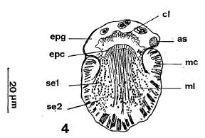 Image of Nannorhynchides vividus Brunet 1965