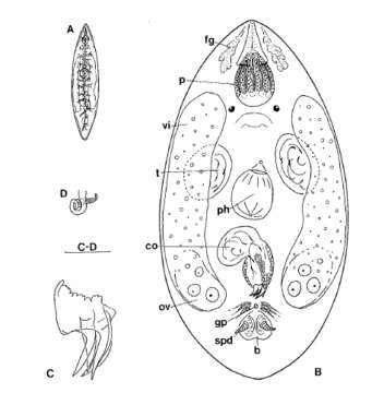 Image of Pocillorhynchus