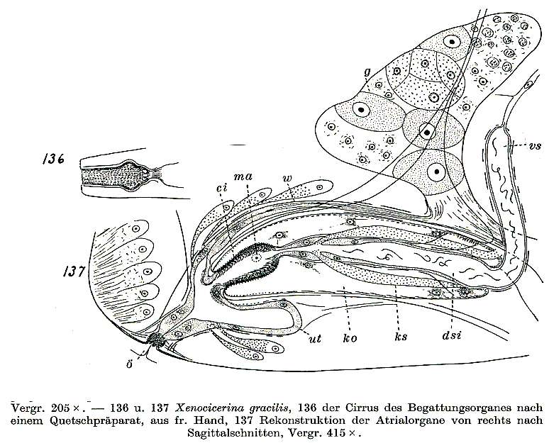 Image of Xenocicerina