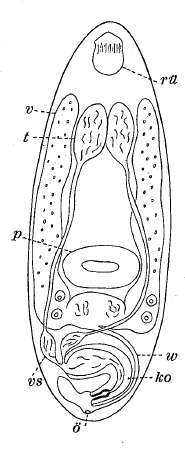 Image of Xenocicerina