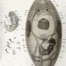 Image of Acrorhynchides caledonicus (Claperede 1861)