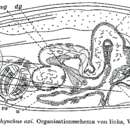 Image of Parachrorhynchus axi Karling 1956