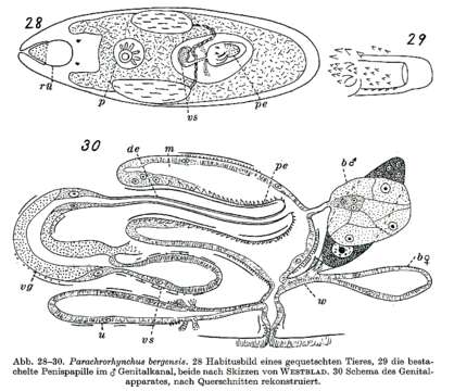 Image of Parachrorhynchus