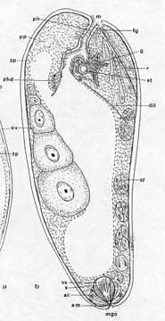 Image of Proporus brochii Westblad 1946