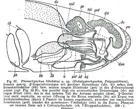 Image de Phonorhynchus