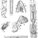 Image de Phonorhynchus pearsei Ferguson, Stirewalt & Kepner 1940