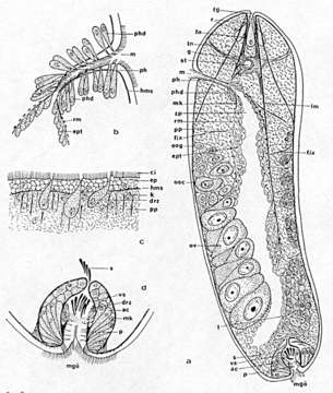 Image of Proporus minimus (An der Lan 1936)