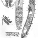 Image of Proporus lonchitis Dörjes 1971