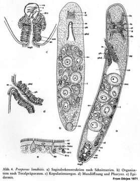 Image of Proporus lonchitis Dörjes 1971