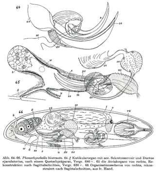 Image of Phonorhynchella