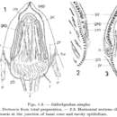 Image of Gallorhynchus simplex Schockaert & Brunet 1971