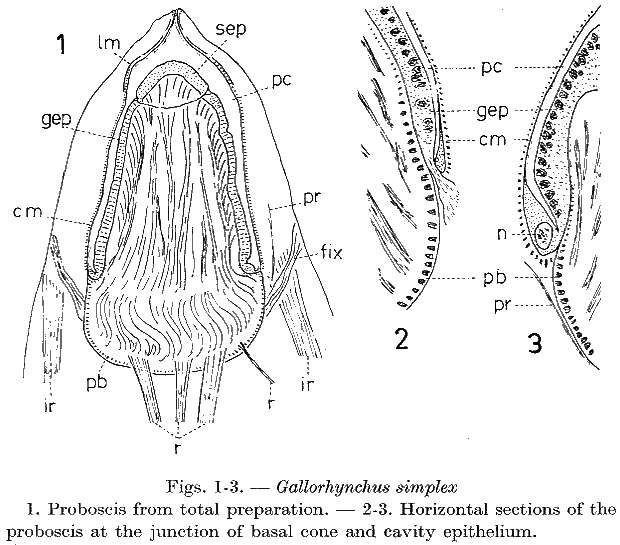 Image of Gallorhynchus