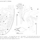 Image of Typhlopolycystis coomansi Schockaert & Karling 1975