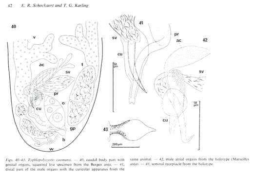 Image of Typhlopolycystis