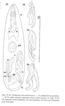 Image of Typhlopolycystis