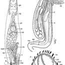 Image of Limipolycystis curvitubo Schilke 1970