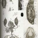 Image of Polycystis naegelii Kölliker 1845