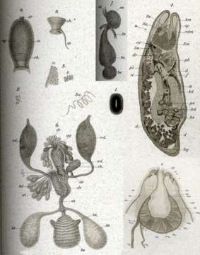 Image de Polycystis