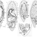 Otocelis rubropunctata (Schmidt 1852)的圖片