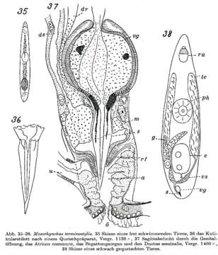 Image of Koinocystididae