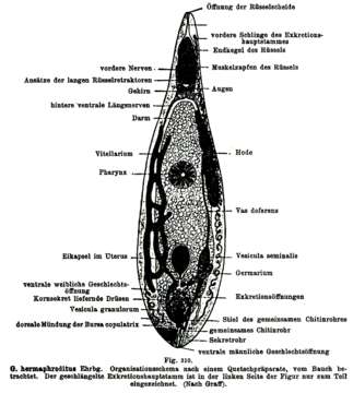 Image of Gyratrix