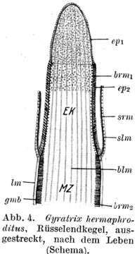 Image of Gyratrix