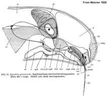 Image of Gyratrix proavus Meixner 1938