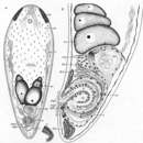 Image of Otocelis phycophilus Ehlers & Dörjes 1979