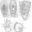 Image of Otocelis sachalinensis Ivanov 1952