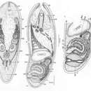 Image de Otocelis westbladi Ax 1959