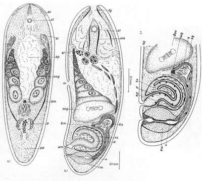 Image de Otocelis westbladi Ax 1959