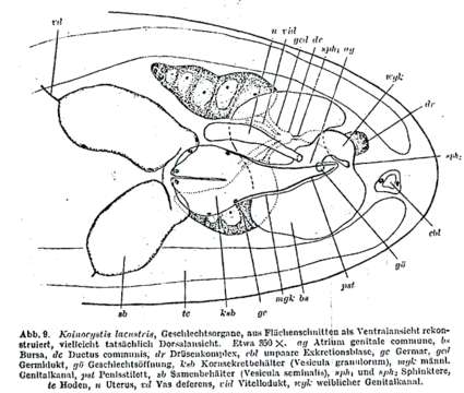 Imagem de Koinocystis