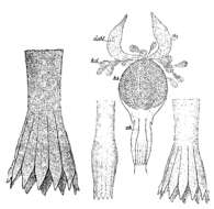 Image of Koinocystis
