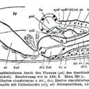 Image of Koinocystis neocomensis (Fuhrmann 1904)