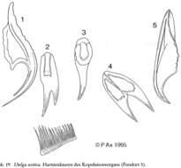 Image of Itaipusa scotica (Karling 1954) Karling 1978