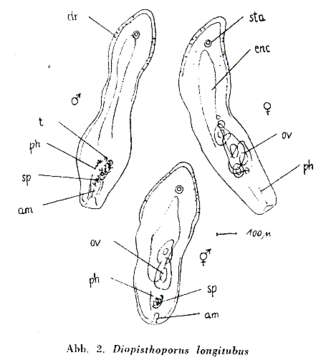 Image of Diopisthoporidae