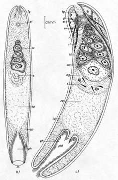 Image of Diopisthoporidae