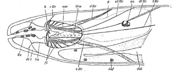 Image de Gnathorhynchidae