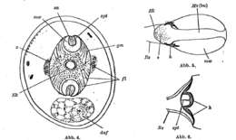 Image of Gnathorhynchidae