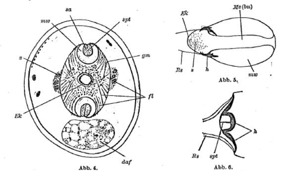 Image de Gnathorhynchidae