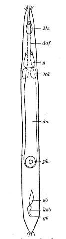 Image of Gnathorhynchidae