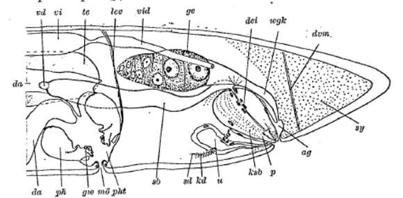 Image of Gnathorhynchidae