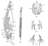 Image of Gnathorhynchidae