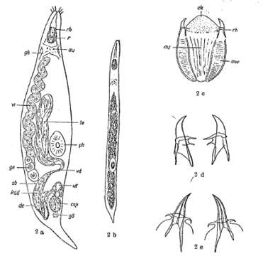 Image de Gnathorhynchidae