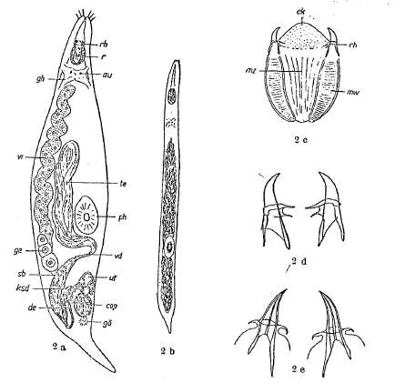 Image of Gnathorhynchidae